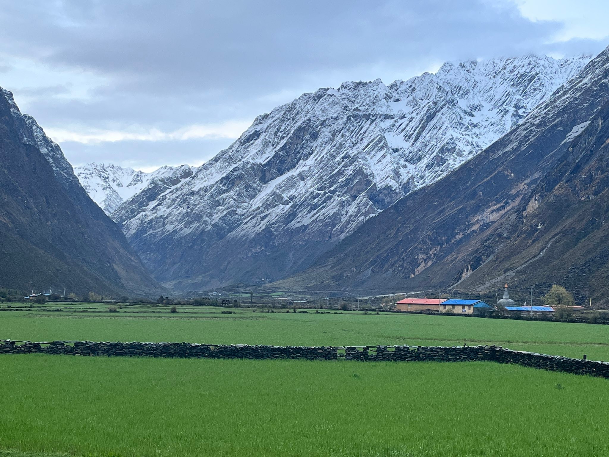 Terraced barley fields along the floor of the Tsum Valley