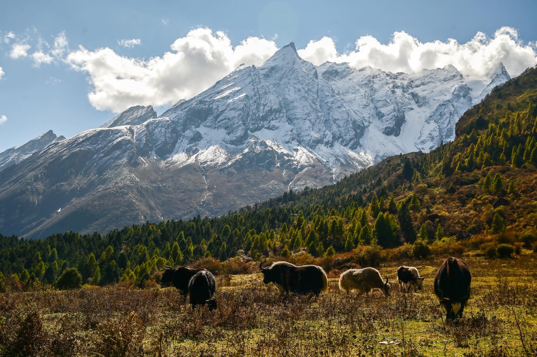 Yaks grazing in an autumn meadow beneath the snow-covered Manaslu massif